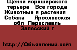 Щенки йоркширского терьера - Все города Животные и растения » Собаки   . Ярославская обл.,Переславль-Залесский г.